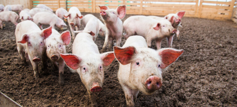 Smanjen uzgoj svinja, iako se najavljuje izvoz u EU