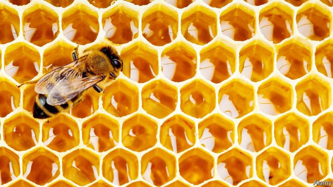 Kako funkcioniše aplikacija digitalni pčelarski dnevnik