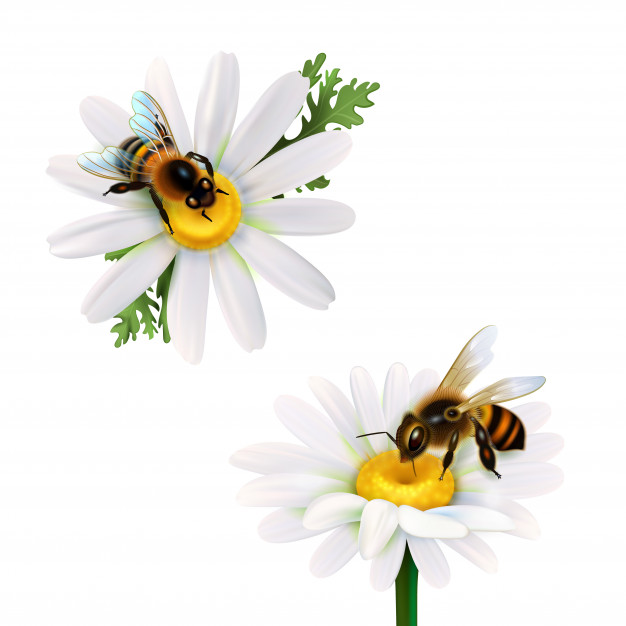 Ministarstvo poljoprivrede, šumarstva i vodoprivrede izdalo je saopštenje za javnost koje će obradovati pčelare